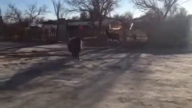 Ержан баран смотреть онлайн