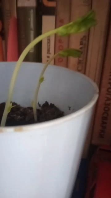 Горох в горшке смотреть онлайн