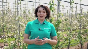 О работе регулятора роста гормонального типа в системах интенсивного садоводства Гиббера, ВР