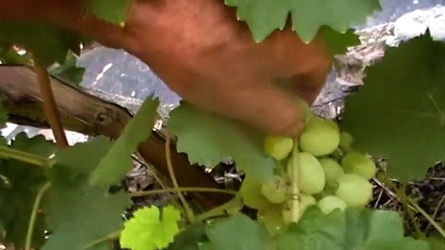 Сорт винограда 