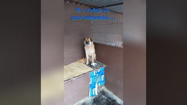 Поссорились...милые, пушистые братья! Смешные собаки! #? смотреть онлайн