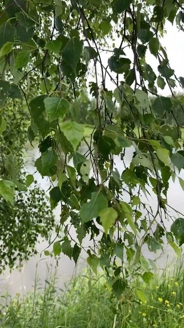Белая береза #nature#birch#ralax#ferest#birdsong#шелестлиствы#пениепт смотреть онлайн