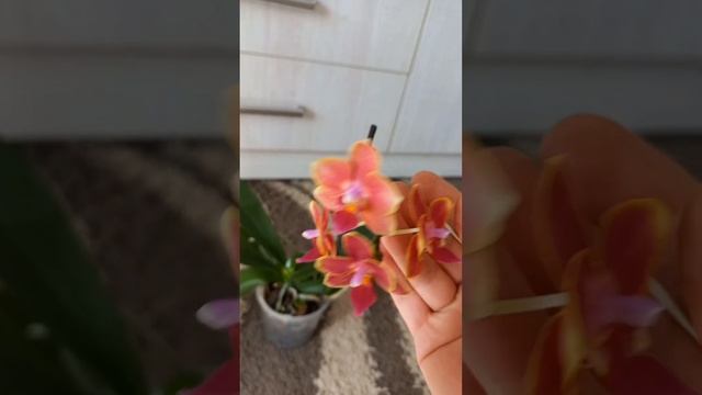 Орхидея с уценки "Bowdion"🪷🏵🌸 доростила у меня 6 бутоны смотреть онлайн