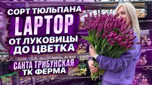 Обзор сорта тюльпана Laptop