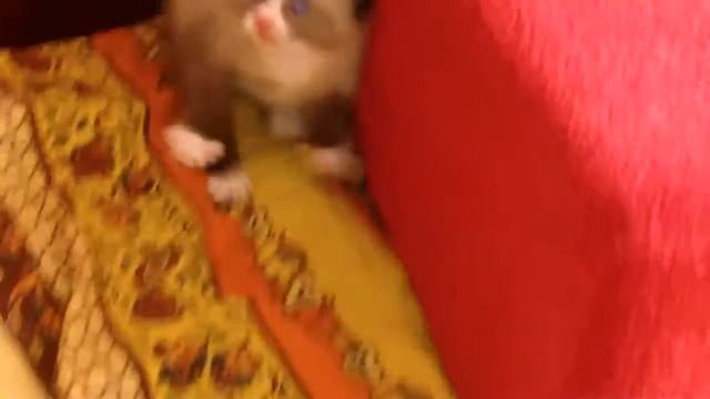 Котенок смешно испугался смотреть онлайн