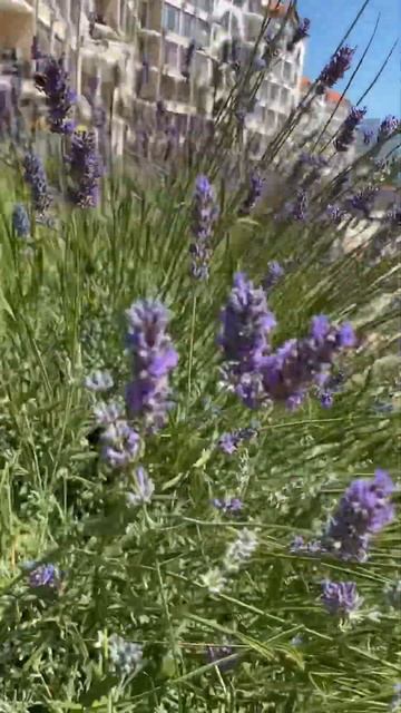 Лаванда Геленджика смотреть онлайн