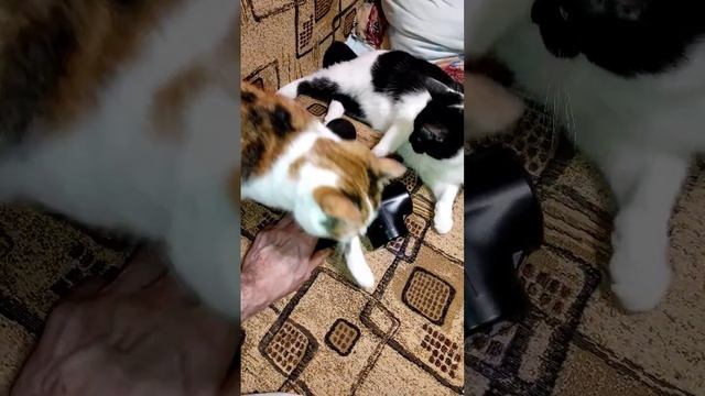 Реакция кошек на массажер смотреть онлайн