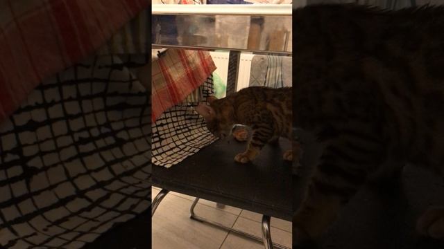 Ест и рычит - не подходи. Со звуком.