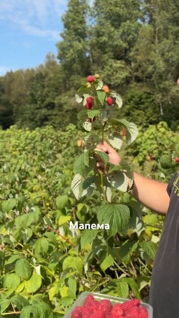 Ремонтантная малина Мапема. Саженцы, ягода #дача #сад #? смотреть онлайн