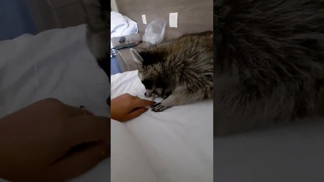 Енот Илюшка еле просыпается смотреть онлайн