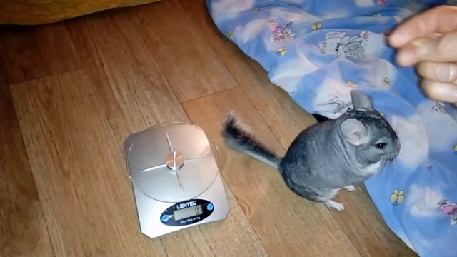 Шустрик ТВ.Взвешивание шиншиллы.Weighing chinchilla смотреть онлайн