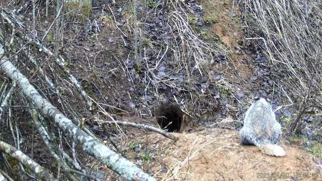 30.04.2025 г. Весеннее пробуждение  видео А.Большакова