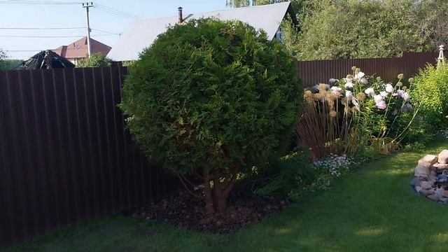 Стрижка Туй. смотреть онлайн