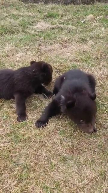 ПОСЛЕ ОСМОТРА ВЕТЕРИНАРОМ, У МЕДВЕЖАТ ПЕРВОЕ ЗНАКОМСТВО С ТРАВОЙ смотреть онлайн