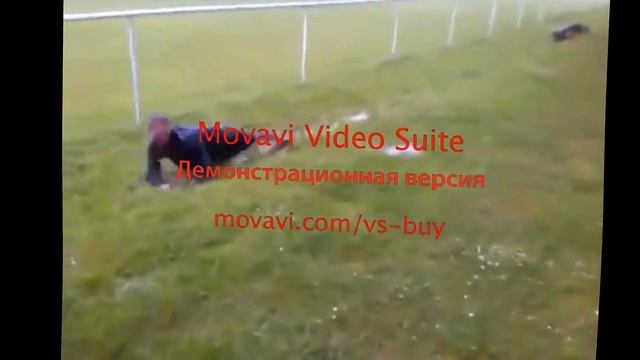 собака за рулем смотреть онлайн