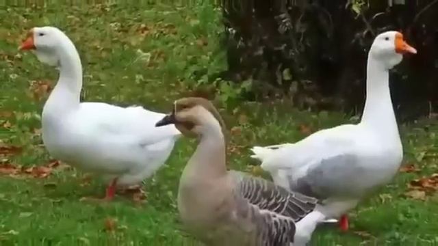 Частушки смотреть онлайн