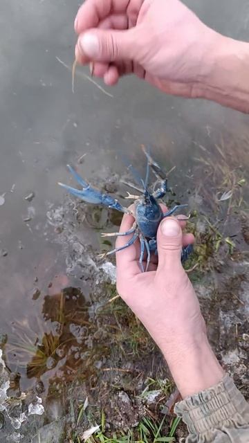 Ловля раков зимой с помощью руки и топора. #animals #farmlife #zo смотреть онлайн