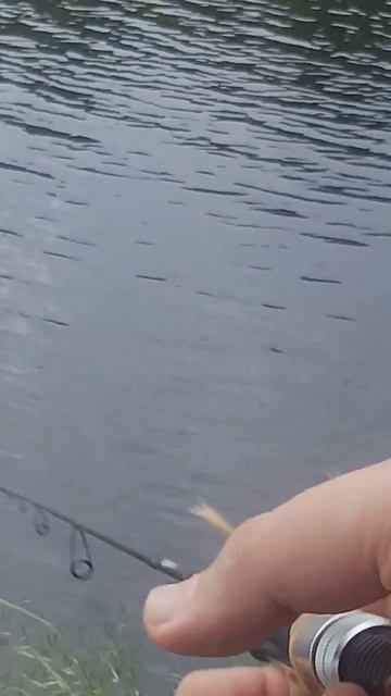 ОКУНЬ НА ТЕЙЛ - СПИННЕР, BARSCH AUF SPINNMAD смотреть онлайн