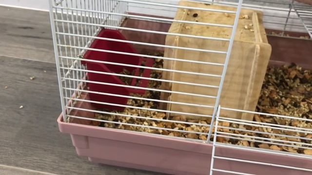 КРЫСА ЕСТ СВОЮ КАКАШКУ 💩 ПРИКОЛ С КРЫСОЙ смотреть онлайн