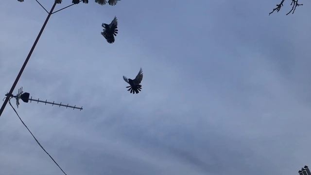 ПОЛЁТ#ПЕРЕЛЁТ#МОИ НИКОЛАЕВСКИЕ ГОЛУБИ.СТАРИКИ смотреть онлайн