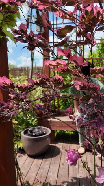 Сад не только работа, но и наслаждение!