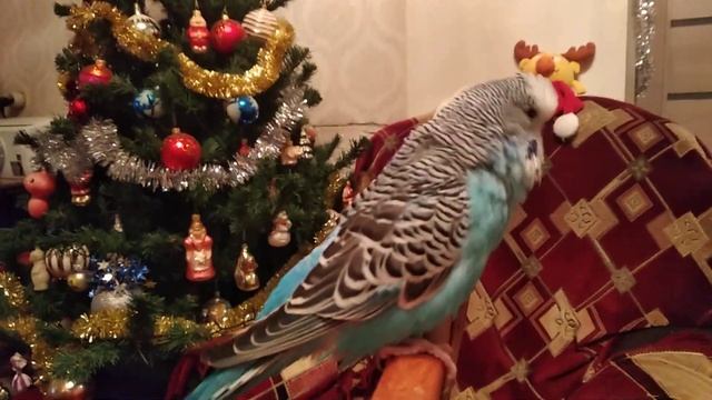 Попугай Тишка разговаривает, говорит своё имя смотреть онлайн