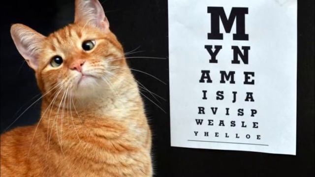 Очаровательный косоглазый кот Джарвис смотреть онлайн