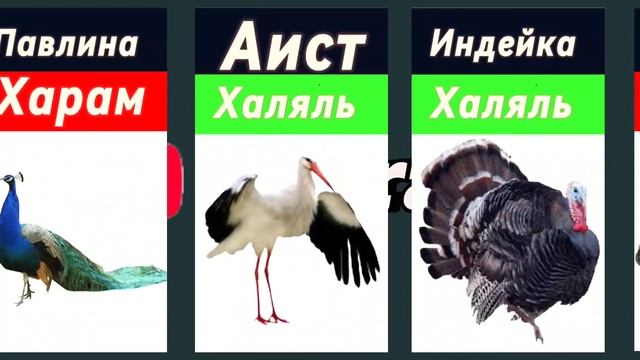 Харам и Халяль Мясо Животных в Исламе