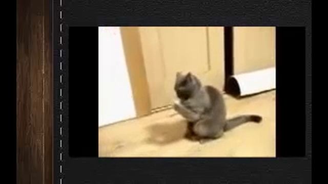 Супер прикольные кошки! Лови улыбку) Смешные приколы с животными Угарный ржач! смотреть онлайн
