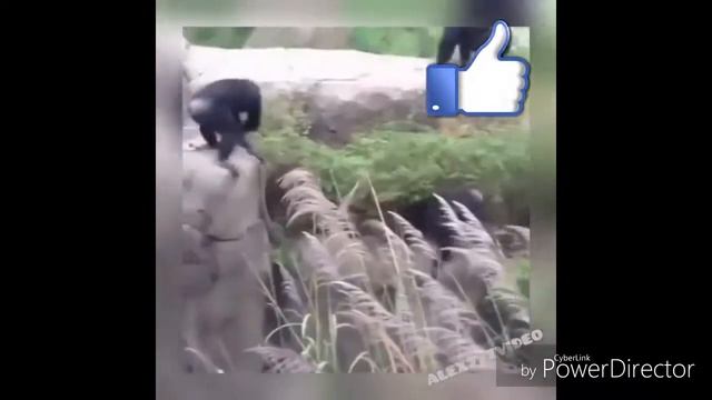Смешной момент)) Обезьяны и енот)! смотреть онлайн