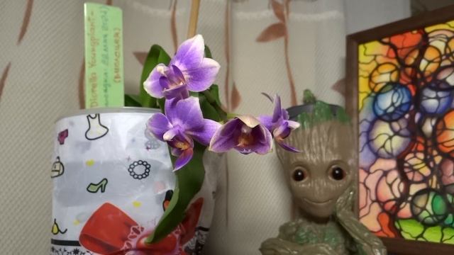 Орхидея Diorella (Диорелла) - раскрытие бутона (в квартире). смотреть онлайн