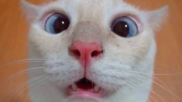 КоТэ1 смотреть онлайн