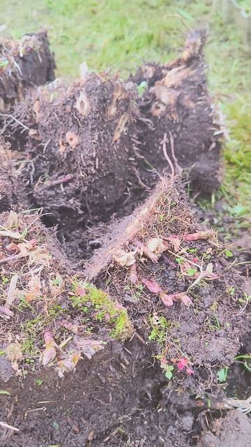 Посконник пурпурный. смотреть онлайн