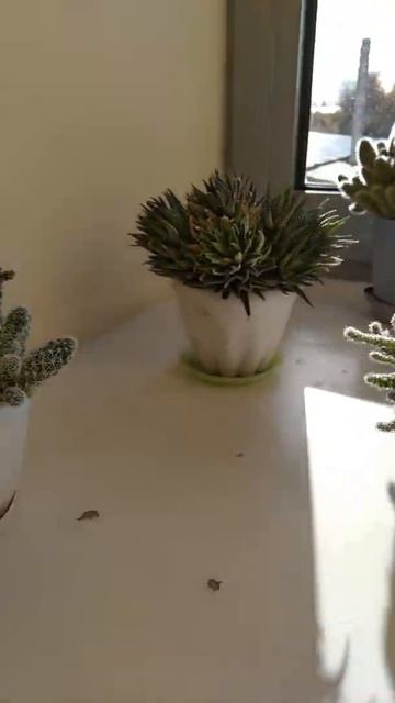 растения, разные виды кактусов 💚🌵🪴 смотреть онлайн