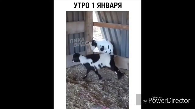 Приколи точики хуна мерам 😂😂😂😂😂... смотреть онлайн