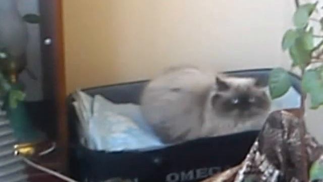 ты хитрая???? смотреть онлайн