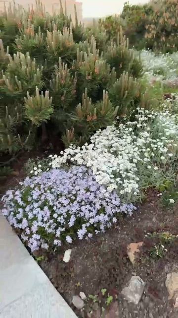 Горные сосны в саду / Пумилио/ Мугус/ Мопс смотреть онлайн