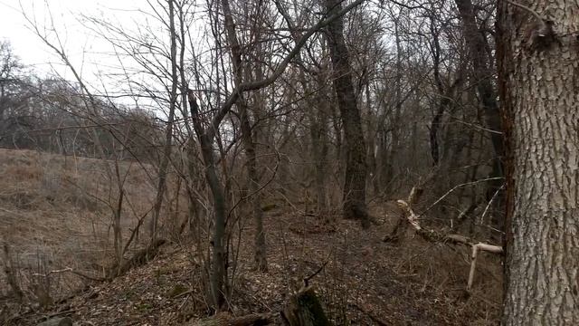 Через лес | 2ТЭ116-1062 с поездом 138 Лисичанск - Хмельницкий