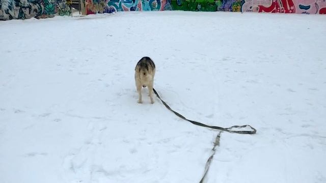 Суровая схватка хаски против маламута смотреть онлайн
