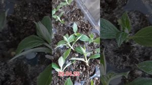 Древесное черенкование без заморочек.Надоело кильчевать.Журнал работы питомниковода.29.04.25