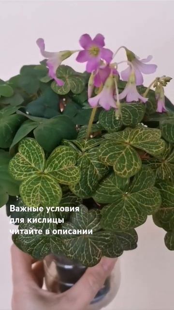 Уход за кислицей смотреть онлайн