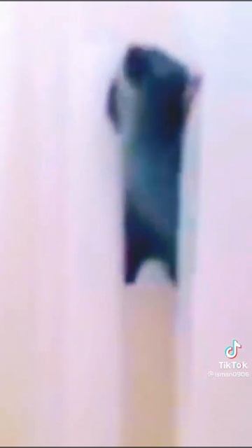 приколы про кошек котят смотреть онлайн