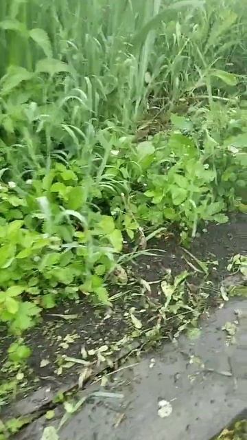 Нашлись. Очистила ягоды от травы.#сад #садогород смотреть онлайн