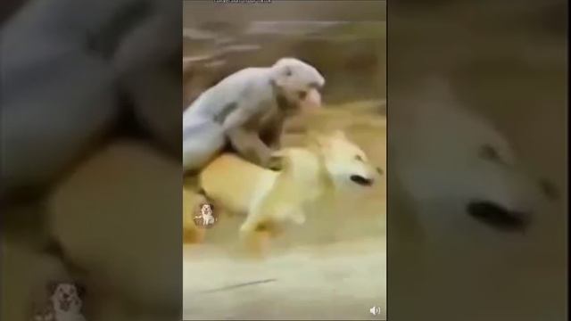 Коты правят миром.mp4