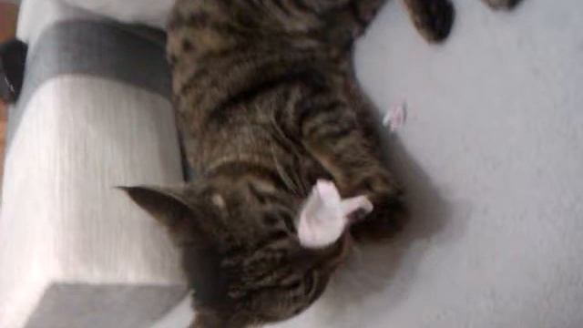 Смешной кот рвет бумагу смотреть онлайн