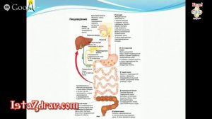 Очистка Кишечника касторкой