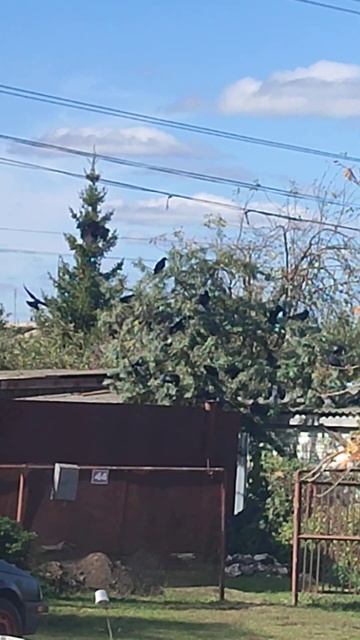 Облепиха наверное поэтому так называется))) смотреть онлайн