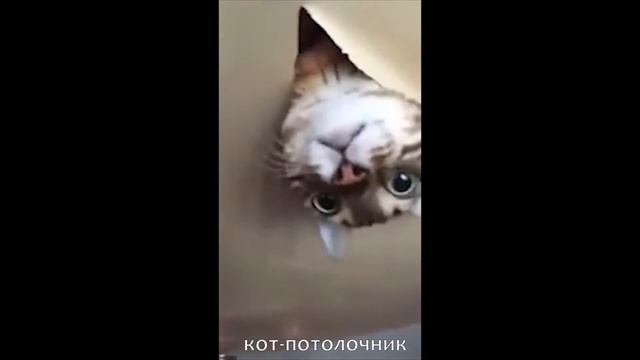 ТОП 8 COUB МАЯ | Видео приколы | COUB TOWN смотреть онлайн