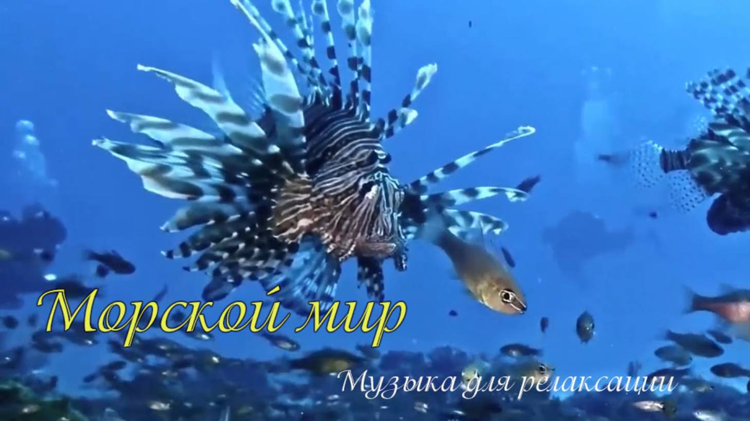 МОРСКОЙ МИР смотреть онлайн