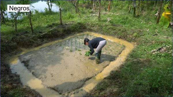 Дорис строит дом 14. Дорис садит водный шпинат, собирает и готовит улиток с кислыми побегами бамбука